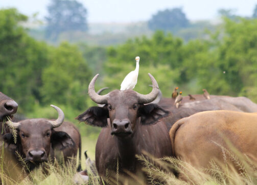 3 Days Uganda Wildlife and Gorilla Safari from Kigali