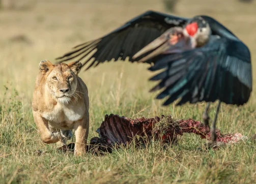 9 Days – Masai Mara, Lake Nakuru, Lake Naivasha and Amboseli