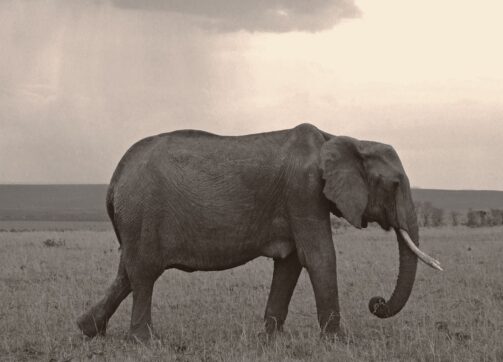 8 Days – Masai Mara National Reserve