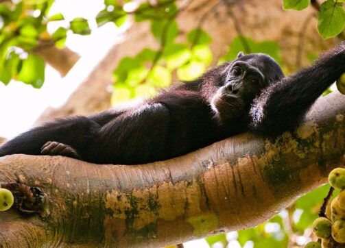 9 Days – Bwindi, Lake Bunyonyi, Queen Elizabeth, Kibale and Murchison Falls