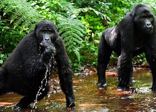 5 Days – Bwindi, Queen Elizabeth and Kalinzu Forest