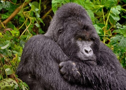 3 Days – Bwindi and Lake Bunyonyi