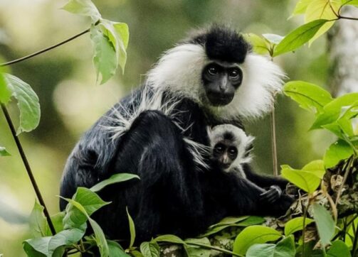 10 days Rwanda Adventure