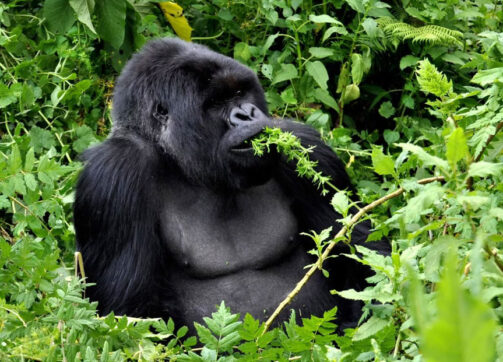 2024 Rwanda_Uganda Safari