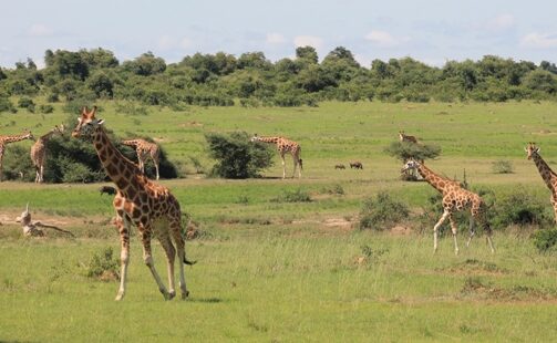 7 Days – Murchison Falls, Kibale, Queen Elizabeth, Bwindi and Lake Bunyonyi